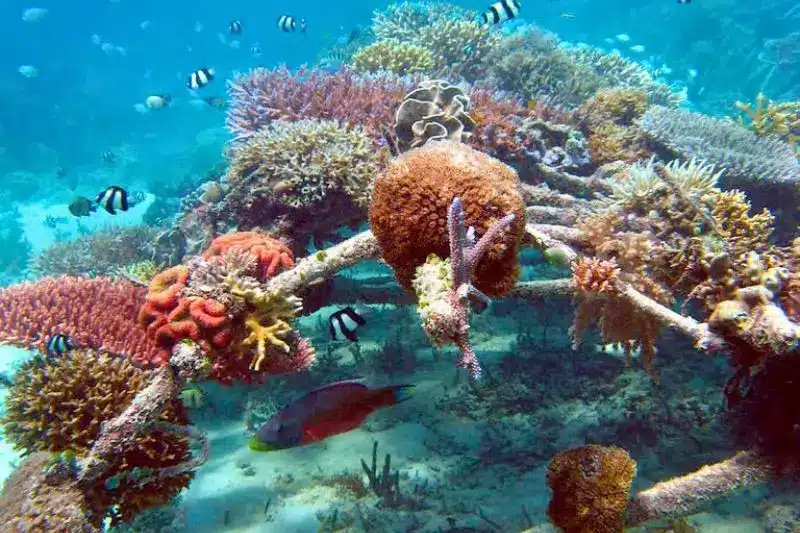 Anthopleura elegantissima aggregating anemones on Pfeiffer Beach