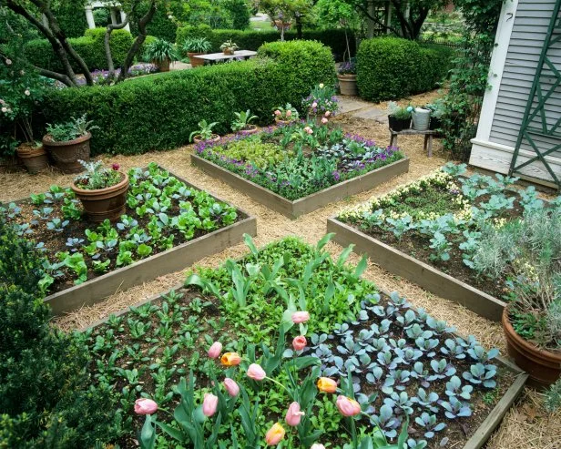 Intensive gardening in a small space with various produce growing