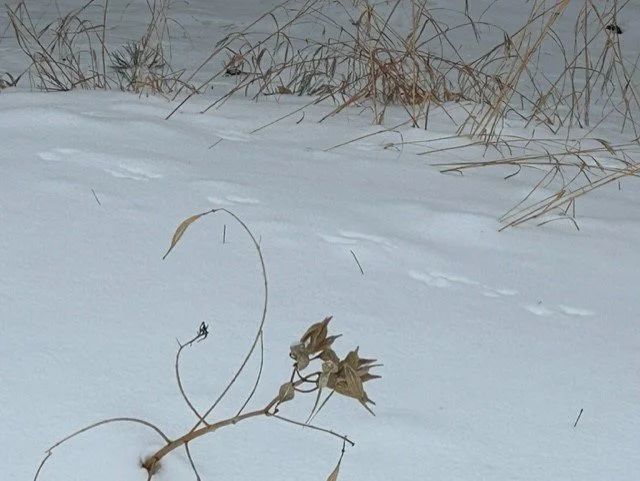 Underground bugs snow on garden
