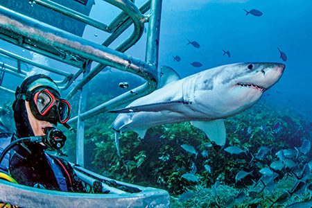 A freediver swimming peacefully alongside a pod of pilot whales in Tenerife
