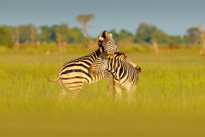 # Okavango Awakens: A Photographer's Journey Throu...