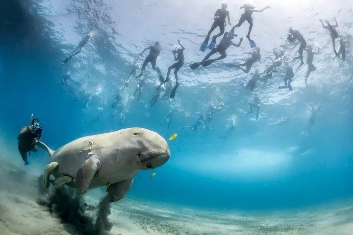Dugong underwater