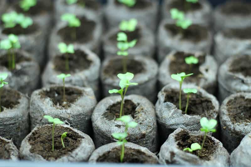 seed starting