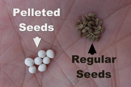 close-up of seed packets variety brands