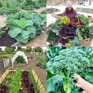 winter gardening