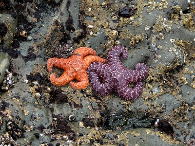 Ochre sea star in a tide pool at Rialto Beach