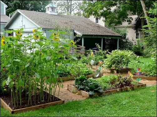 A small-scale homesteading setup with raised garden beds and chickens.