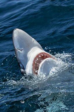 Mako shark encounter