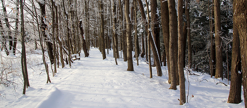 Shine Light on the Longest Night: A Winter Sols...