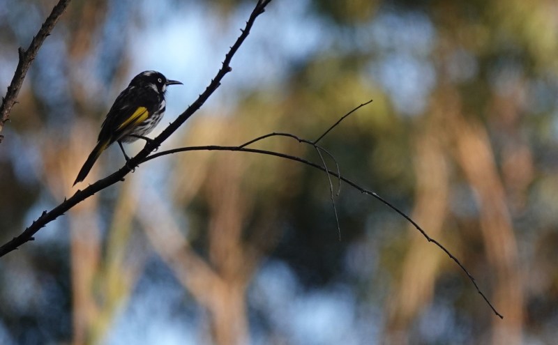 From Trash to Tweet: Building a Bird-Friendly C...