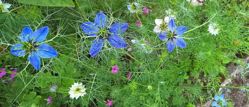 Backyard Micro-Ecosystems: Grow a Thriving Nati...