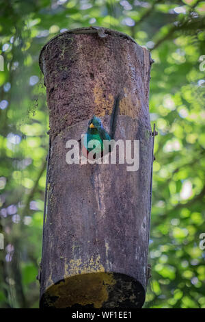 Javier Rodriguez, a wildlife photographer, standing on the balcony of the treehouse, holding a camera with a long telephoto lens and looking towards the canopy.