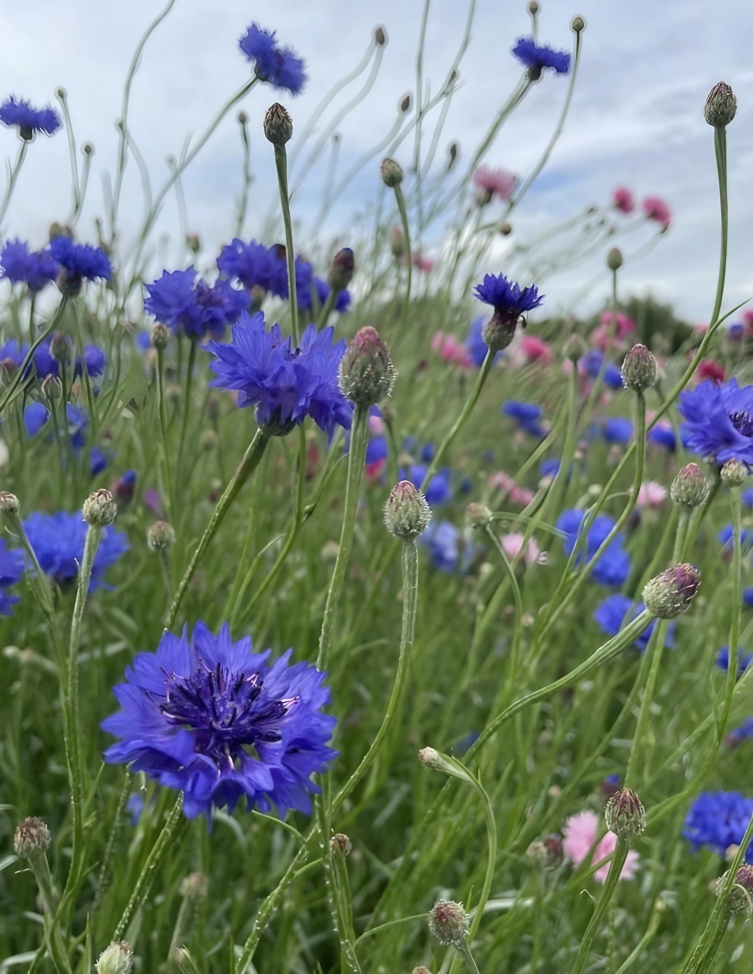 Beyond the Blooms: Creating a Pollinator Oasis...