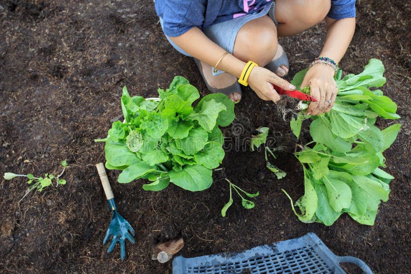 Close-up of hands harvesting a vegetable