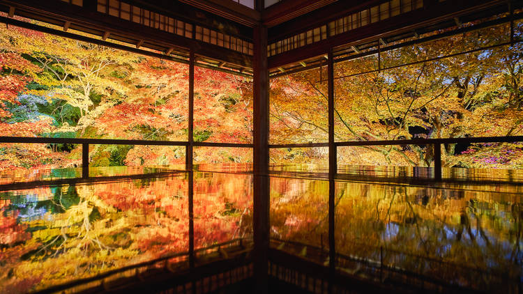 # Kyoto Autumn Foliage Solo Trip: A Photographer's...