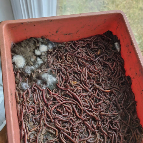 person turning compost pile garden fork