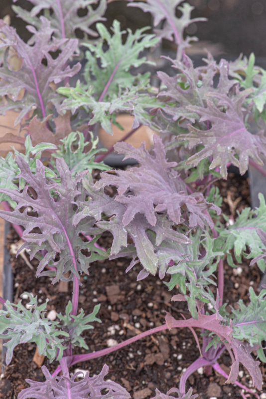 variety leafy greens seeds displayed
