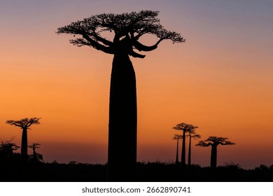 A volunteer planting a baobab seedling in a reforestation project near the Avenue of the Baobabs, highlighting efforts to combat deforestation