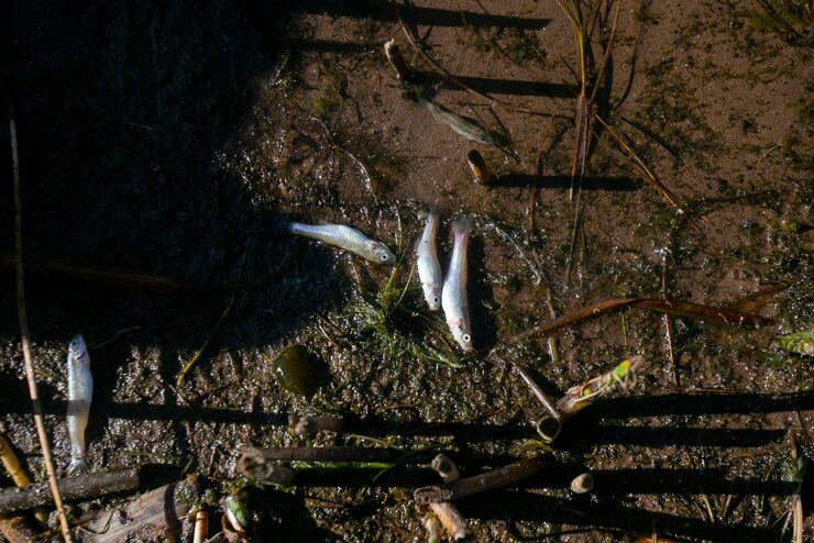 A close-up of Anya (or a model portraying her) working alongside the Uros community on the fish stocking program, capturing the interaction and the release of the ispi fish.