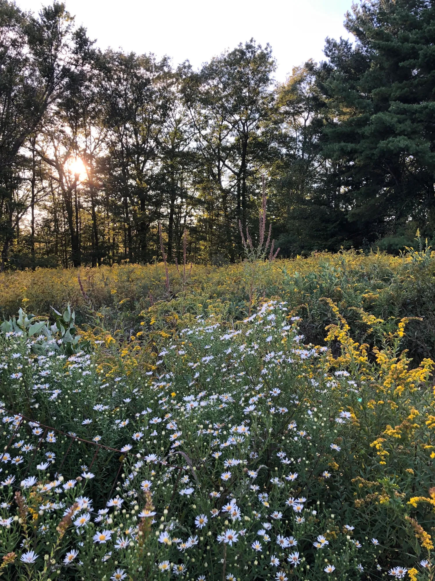 Beyond Birdhouses: Crafting a Thriving Backyard...