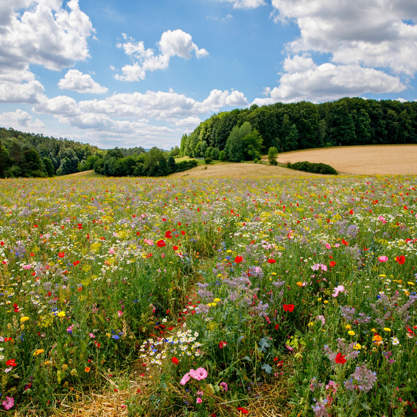 Golden hour shot of a fully established, diverse wildflower meadow teeming with pollinators, radiating warmth and tranquility.