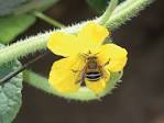 Infographic showing bumblebee pollination of different vegetables