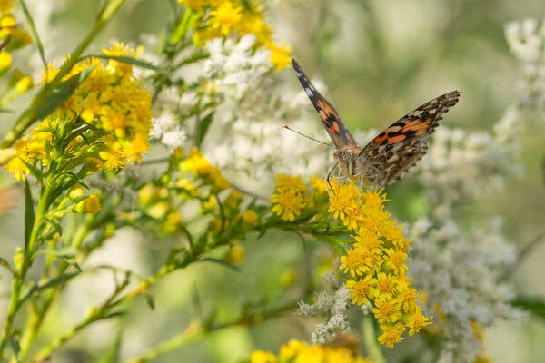 Frost-covered goldenrod in the soft sunlight of late autumn, creating a hazy and beautiful background.
