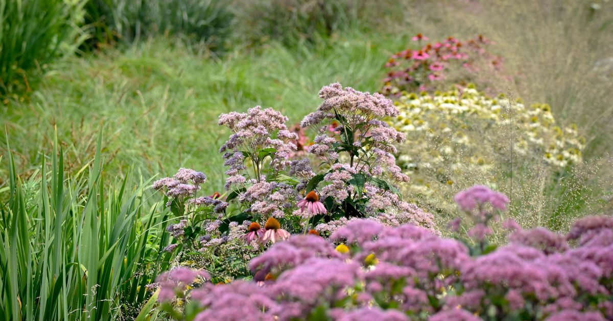 overflowing vegetable garden fruit trees vibrant blooms