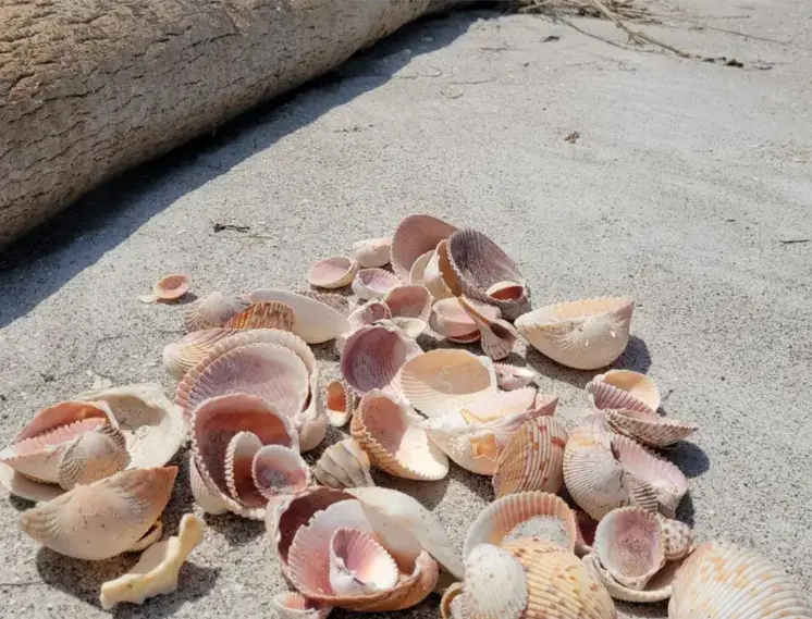 Snowy Plover Cayo Costa