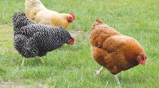 chickens integrated regenerative farm pasture