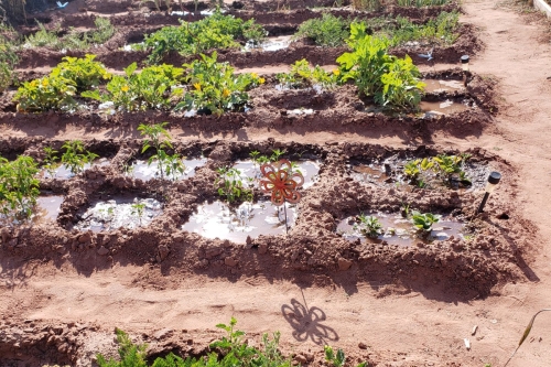 A family tending to a garden plot.