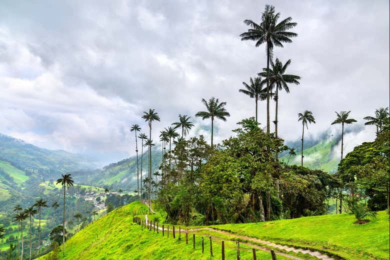 # Chasing Wax Palms and Coffee Dreams: A Solo Trav...