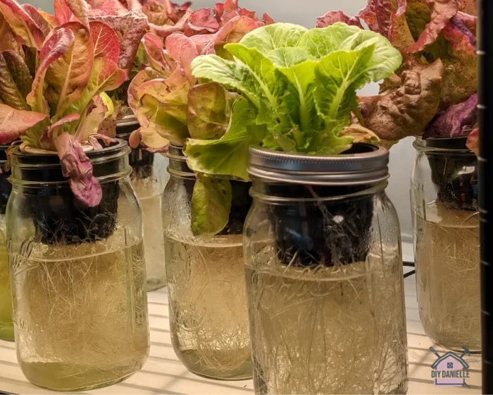 hydroponics in mason jars