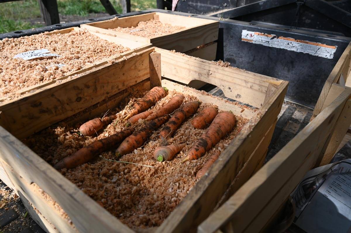 Embracing Root Cellaring: Nature's Fridge for a...