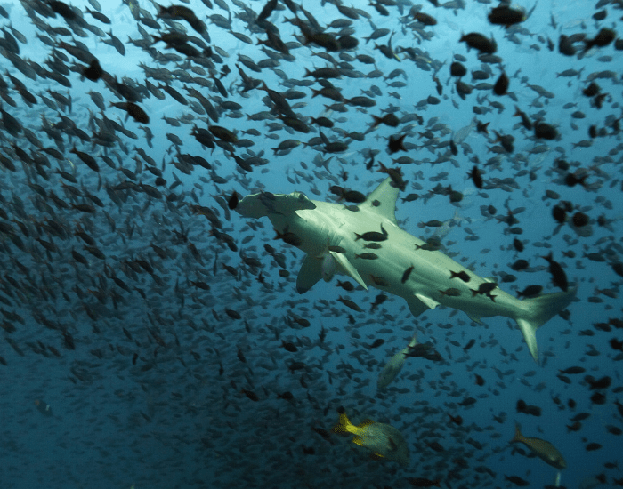 Kayakers paddling through the lagoon next to manatees