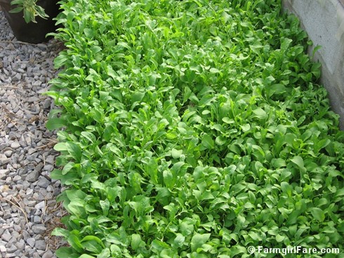 different types of salad greens