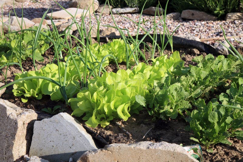 An image demonstrating intercropping, showing radishes planted between rows of lettuce. The image clearly shows the spatial arrangement of the two crops. Lighting is natural and balanced.