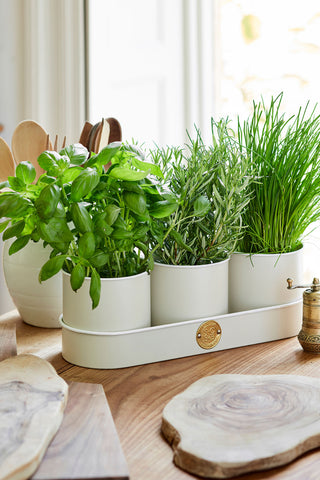 Bringing the Garden Inside: Growing Culinary He...