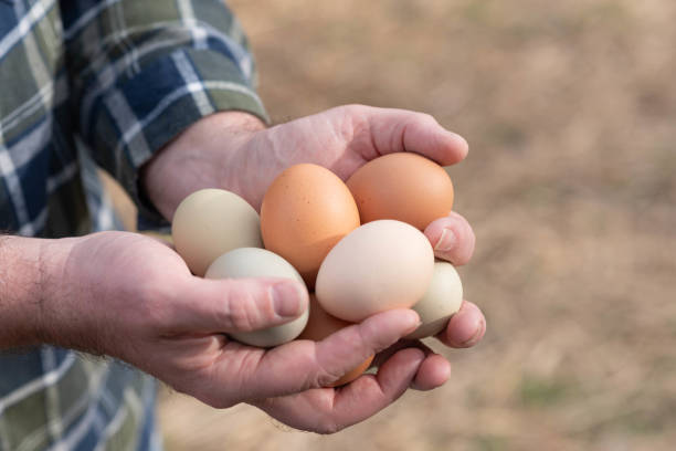 Backyard Chickens: Eggs-cellent Advice for a He...