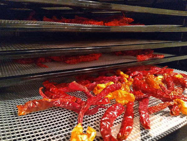 An image of dried chili peppers in a food dehydrator