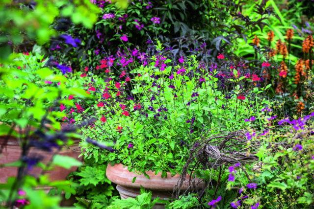 Hand drawn companion planting combinations