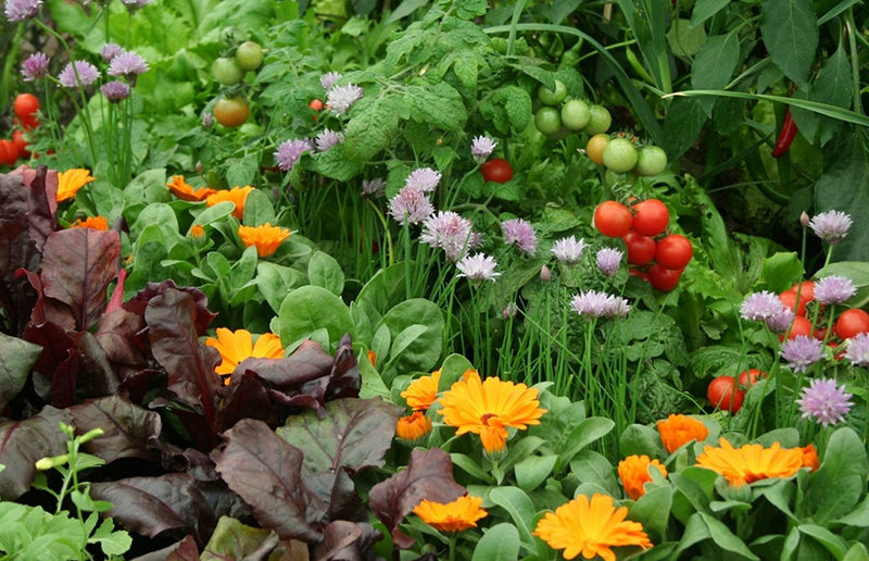 Marigolds in Garden