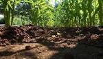 Layered sheet mulch garden soil composition