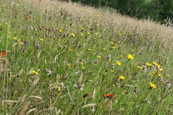Rewild Your Garden: Bringing Nature's Balance B...