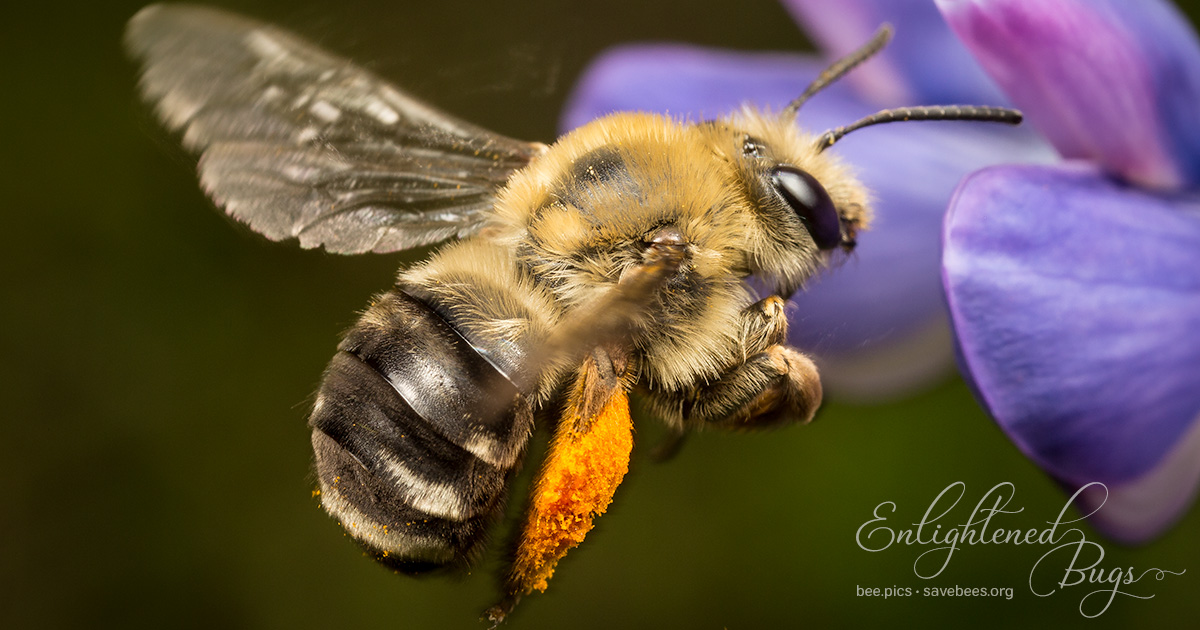 Buzzworthy Backyards: Designing a Pollinator Parad...