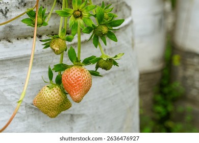 Strawberry Skies: Growing Sweet Berries Up, Not Out