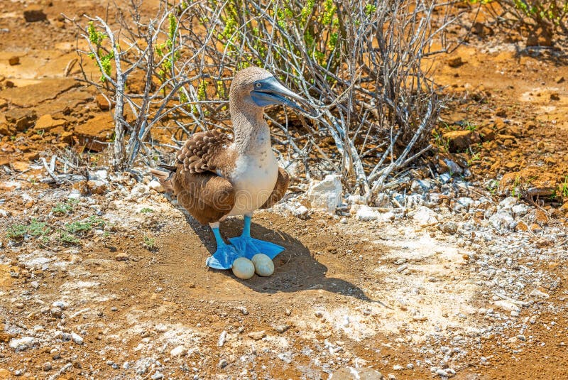 Blue Footed Booby with plastic