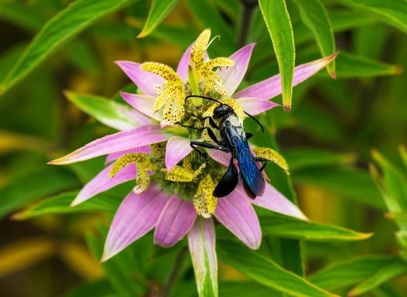 Macro shot of a 'Jacob Cline' bee balm flower with a bumblebee landing on it. Extreme close-up focusing on the texture of the flower and the bee's fuzzy body. Shallow depth of field. Style: Naturalistic, vibrant colors, capturing the essence of pollination.