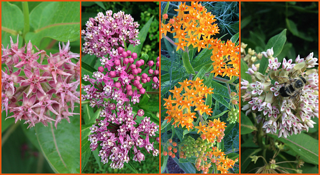 Image of a Monarch butterfly feeding on a butterfly weed flower. Focus on the butterfly's wings and proboscis. Bright, sunny lighting. Style: Symbolic, representing the importance of pollinator gardens.