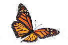 Nurture Nature: Creating a Thriving Pollinator...